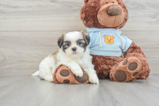 Best Teddy Bear Baby