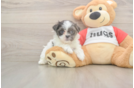 Hypoallergenic Shit Designer Puppy