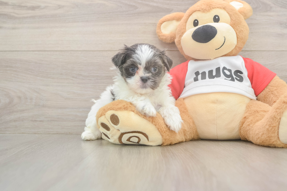 Hypoallergenic Shit Designer Puppy