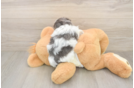 Popular Teddy Bear Designer Pup