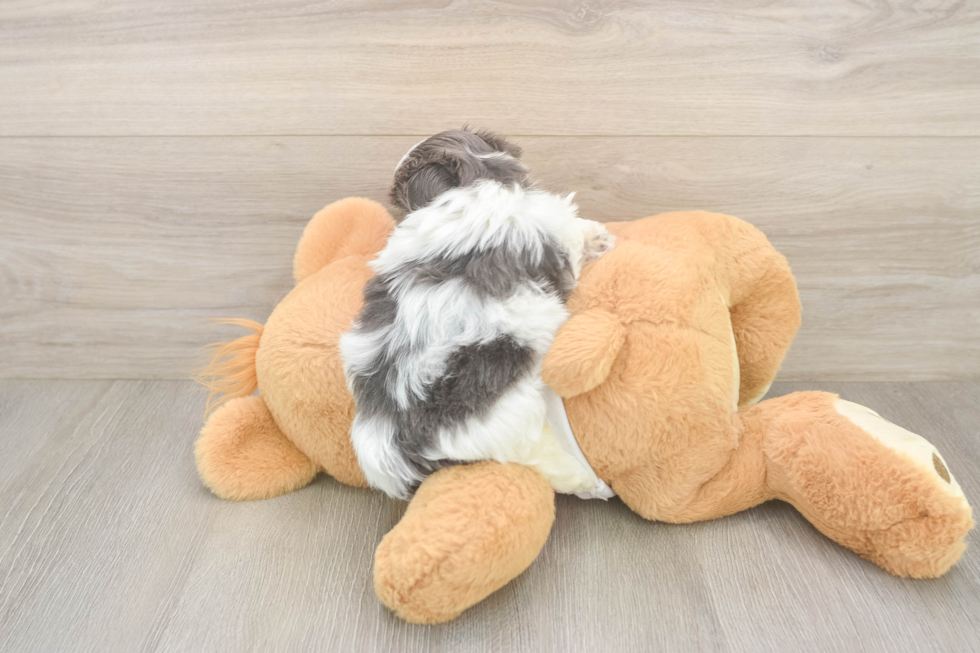 Popular Teddy Bear Designer Pup