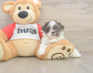 8 week old Teddy Bear Puppy For Sale - Premier Pups