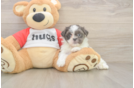 Teddy Bear Pup Being Cute