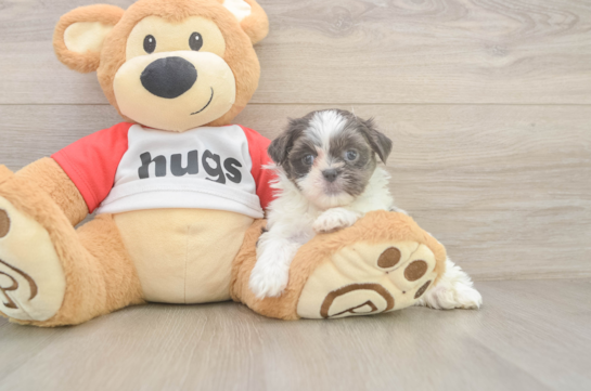 Teddy Bear Pup Being Cute