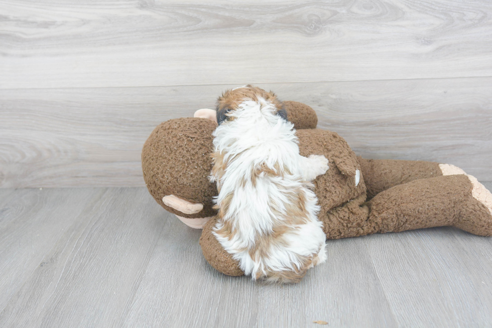 Fluffy Teddy Bear Designer Pup