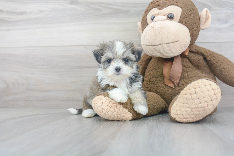 Teddy Bear Pup Being Cute