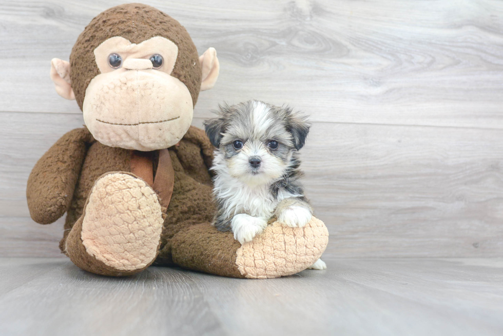 Teddy Bear Pup Being Cute