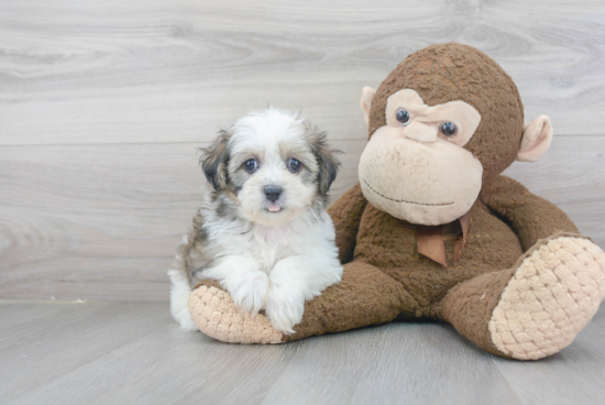 Popular Teddy Bear Designer Pup