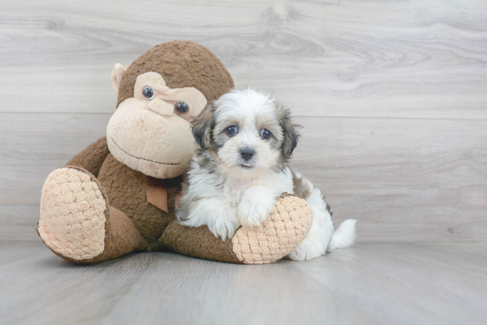 Teddy Bear Pup Being Cute