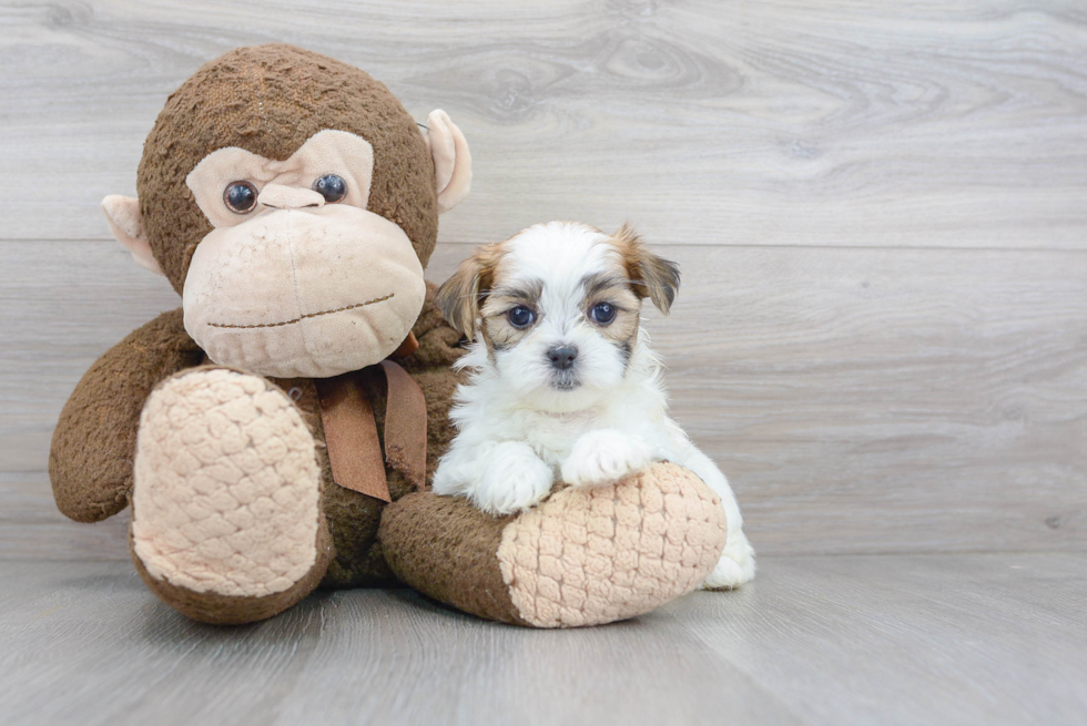 Teddy Bear Pup Being Cute