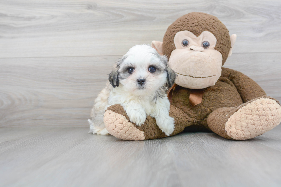 Teddy Bear Pup Being Cute