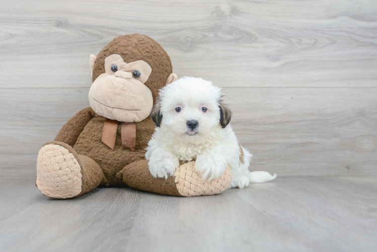 Hypoallergenic Shi Chon Designer Puppy