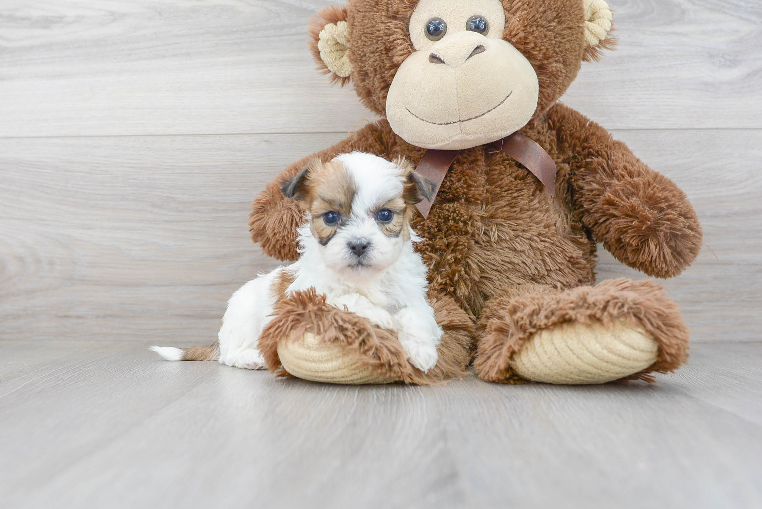 Hypoallergenic Shi Chon Designer Puppy