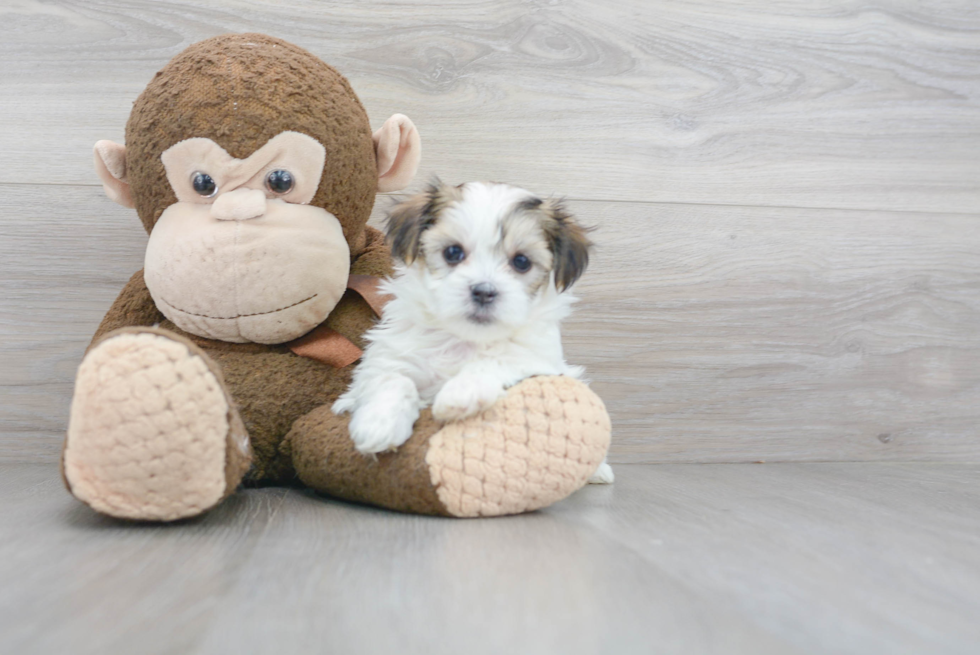 Teddy Bear Pup Being Cute