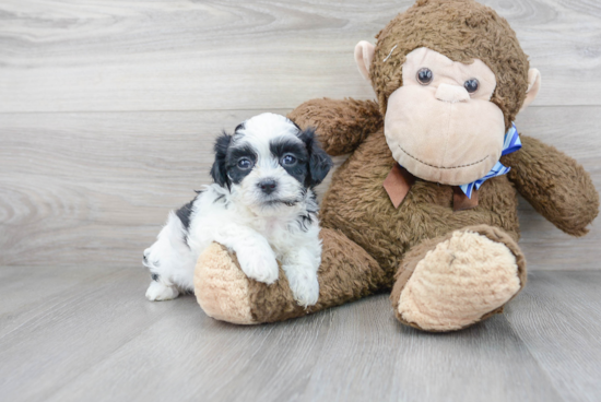 Teddy Bear Pup Being Cute