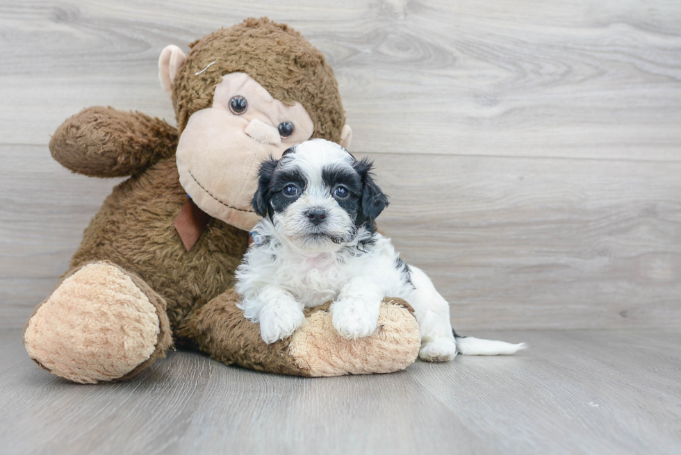 Fluffy Teddy Bear Designer Pup