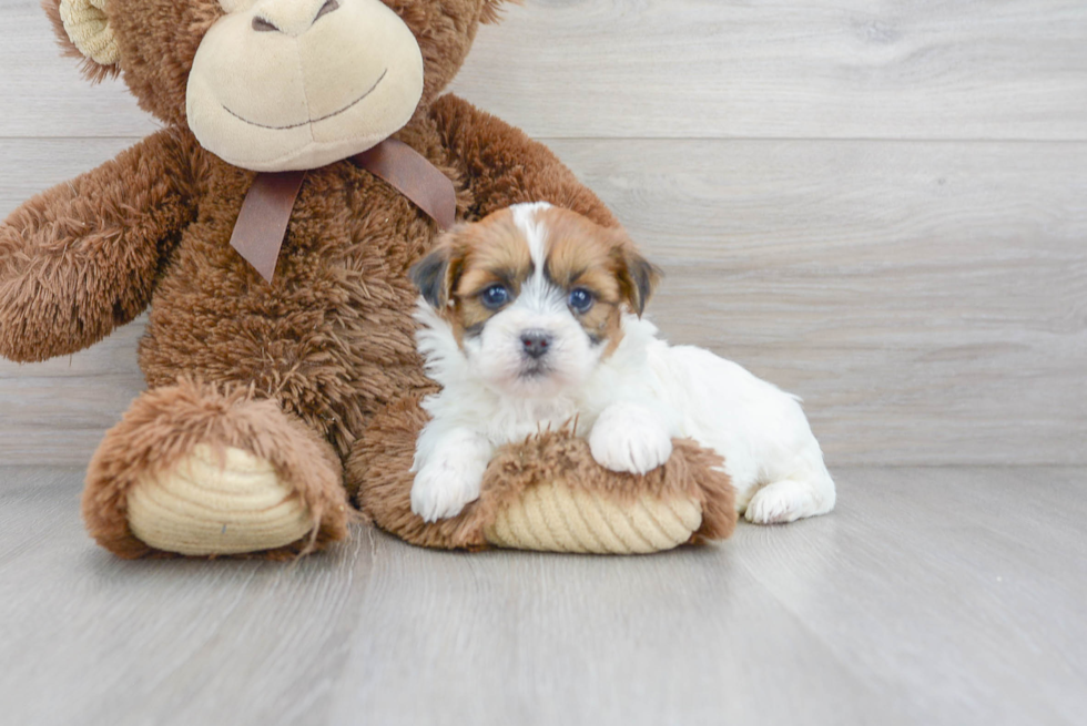 Teddy Bear Pup Being Cute