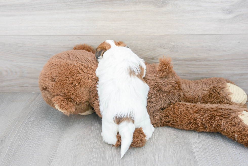 Teddy Bear Pup Being Cute