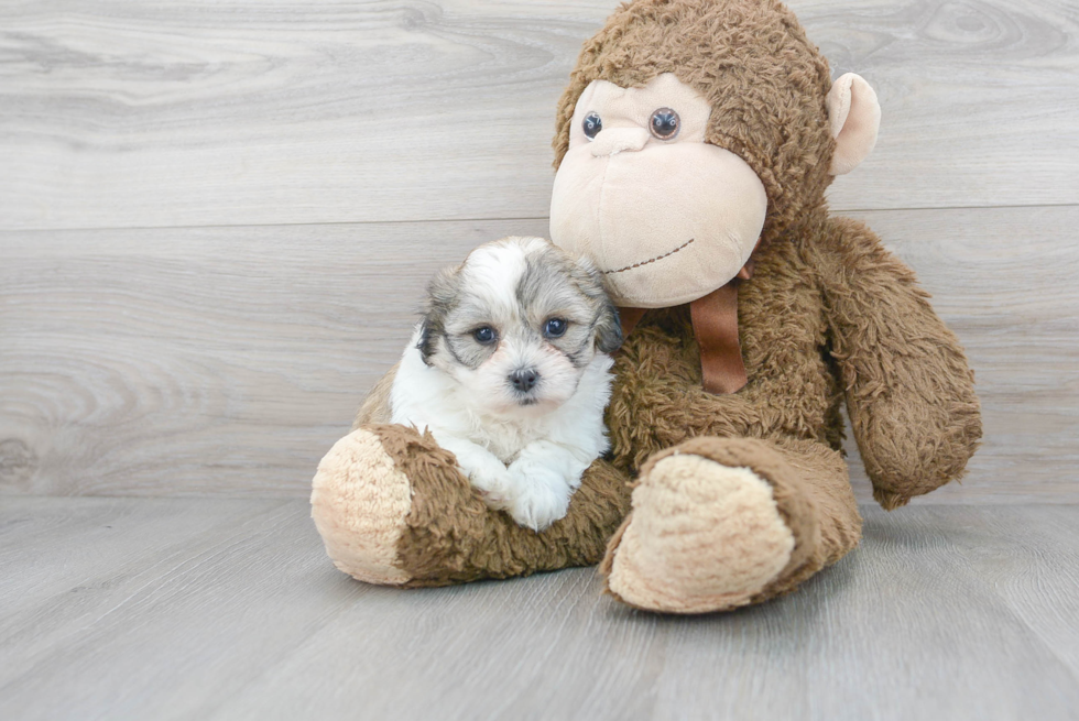 Teddy Bear Pup Being Cute