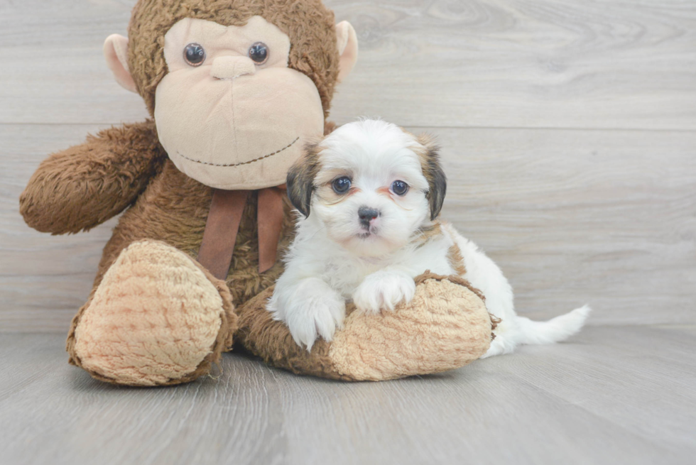 Energetic Shichon Designer Puppy