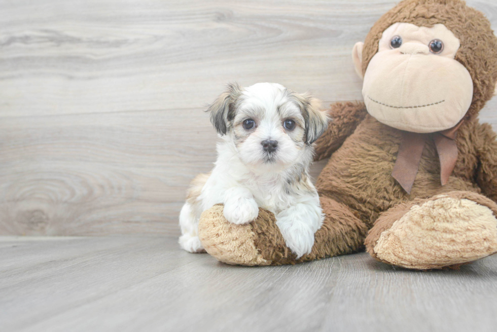 Fluffy Teddy Bear Designer Pup