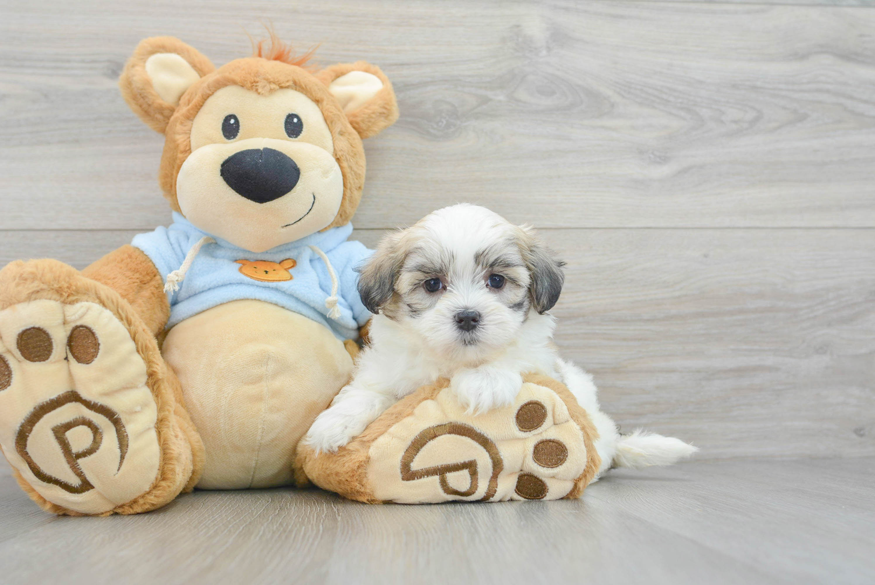 Sweet Teddy Bear Baby