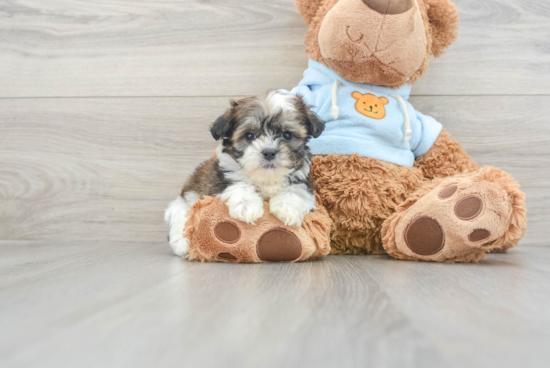 Funny Teddy Bear Designer Pup