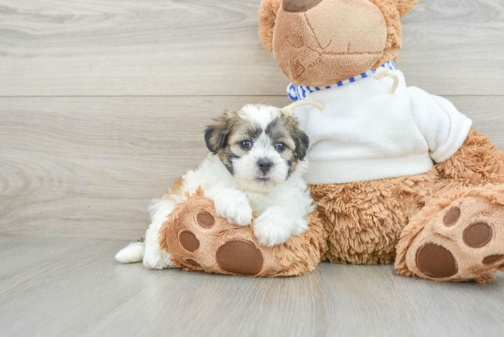 Fluffy Teddy Bear Designer Pup