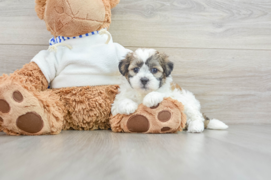 Friendly Teddy Bear Baby