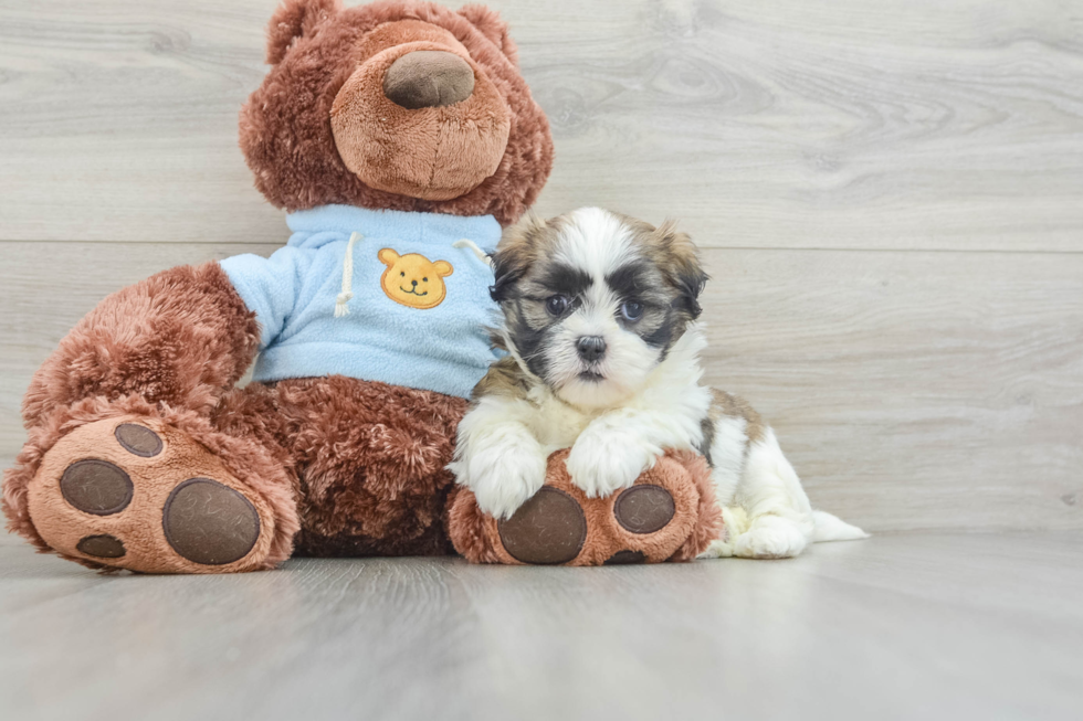 Teddy Bear Pup Being Cute