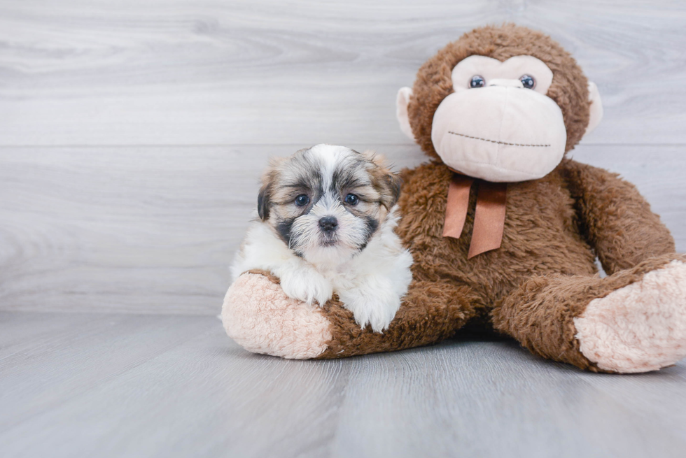 Popular Teddy Bear Designer Pup