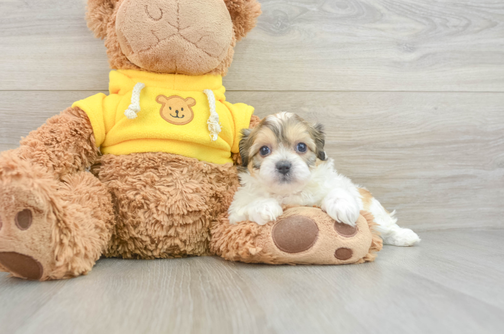 5 week old Teddy Bear Puppy For Sale - Premier Pups