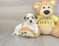 8 week old Teddy Bear Puppy For Sale - Premier Pups