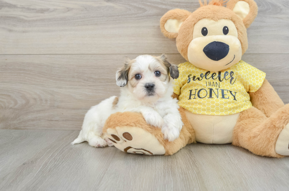 8 week old Teddy Bear Puppy For Sale - Premier Pups