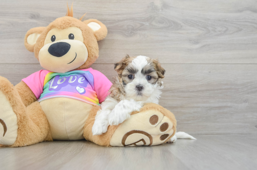 6 week old Teddy Bear Puppy For Sale - Premier Pups