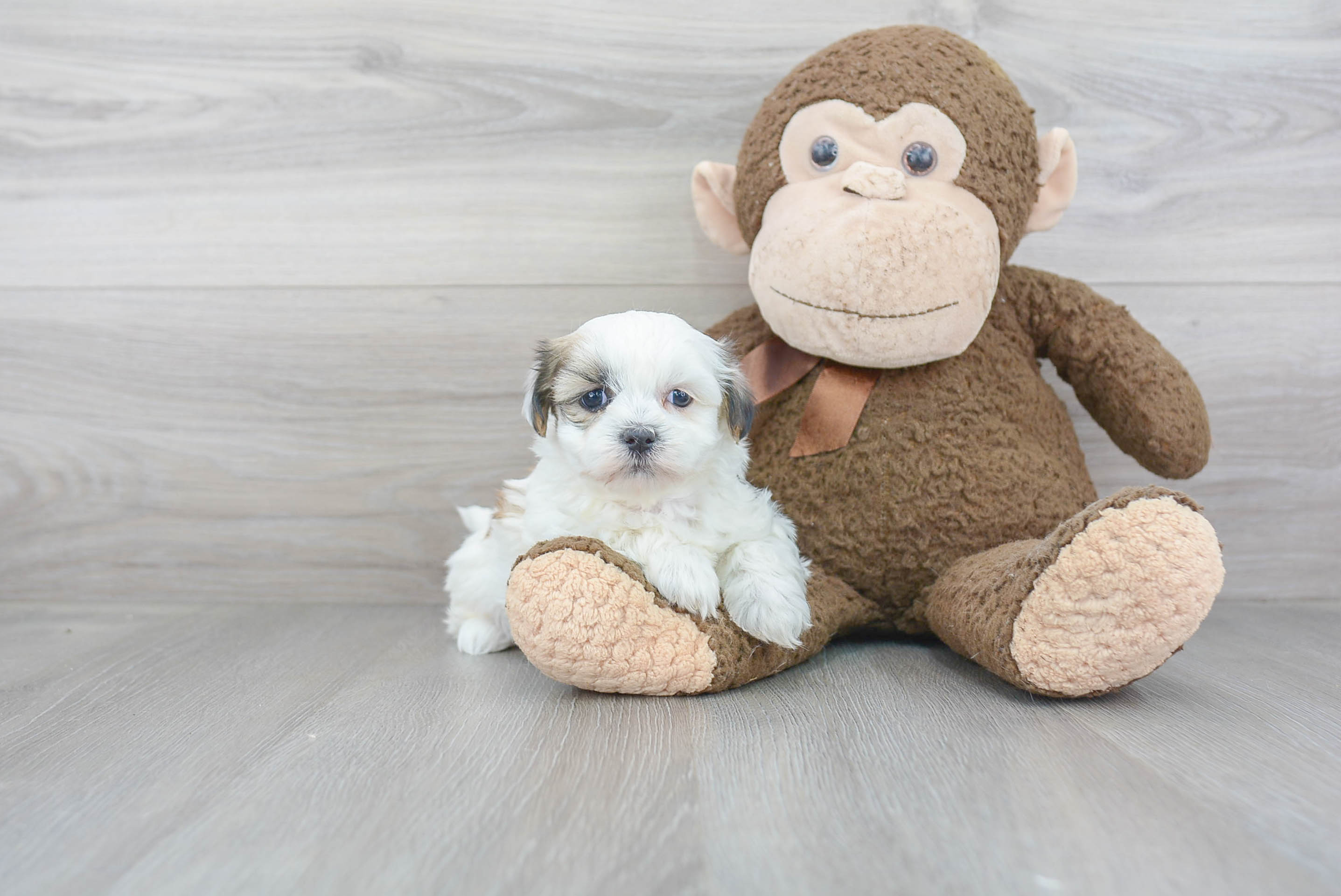 Teddy Bear Pup Being Cute