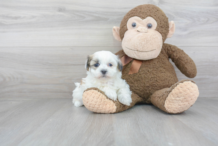 Teddy Bear Pup Being Cute