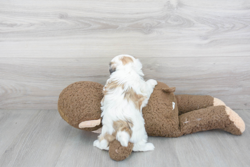 Teddy Bear Pup Being Cute