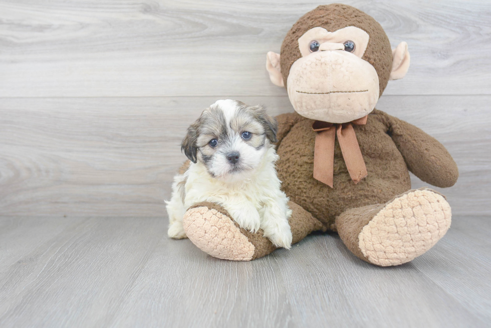 Teddy Bear Pup Being Cute