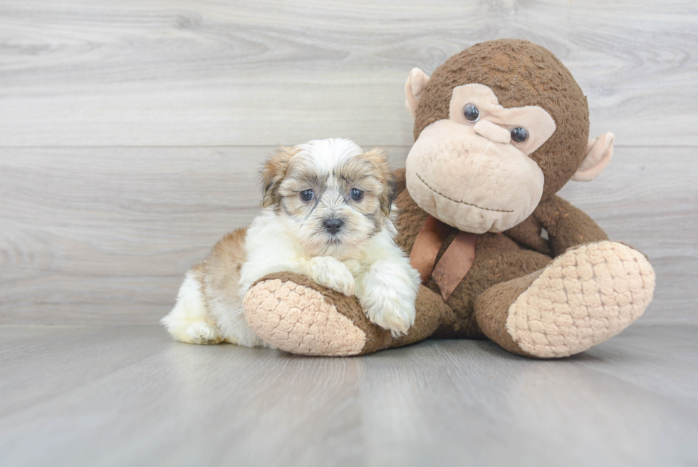 Teddy Bear Pup Being Cute