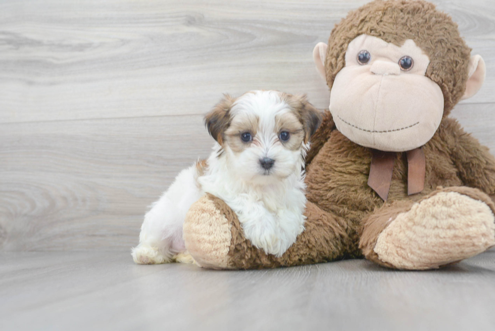 Teddy Bear Pup Being Cute