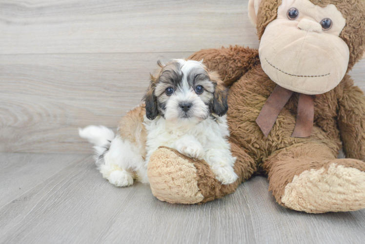 Teddy Bear Pup Being Cute