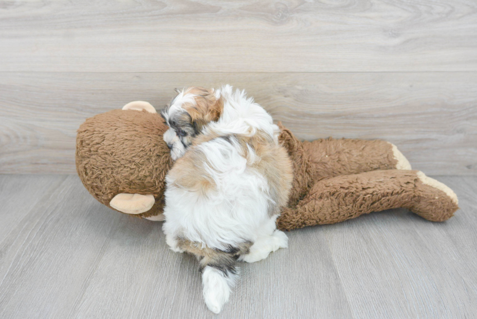 Funny Teddy Bear Designer Pup