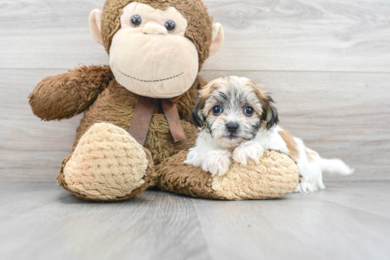 Teddy Bear Pup Being Cute