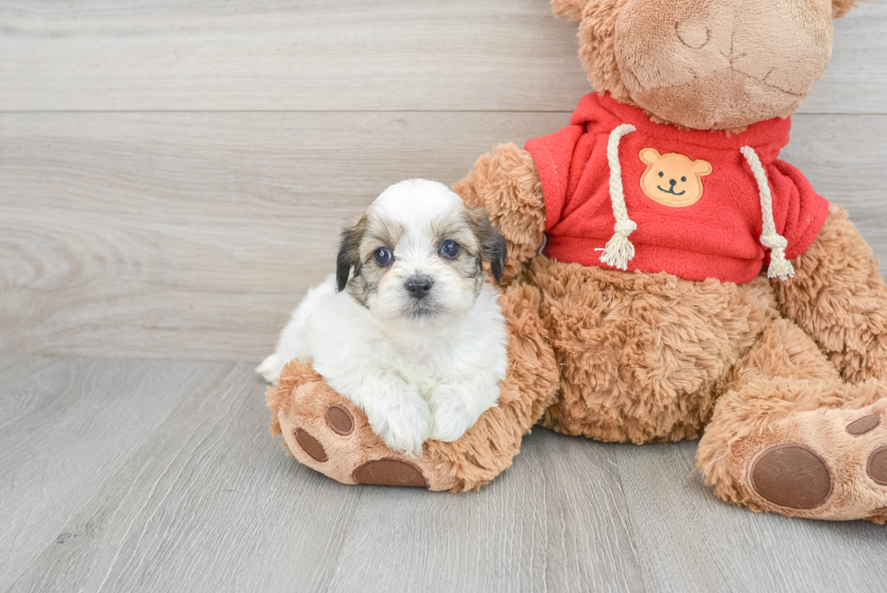 Popular Teddy Bear Designer Pup