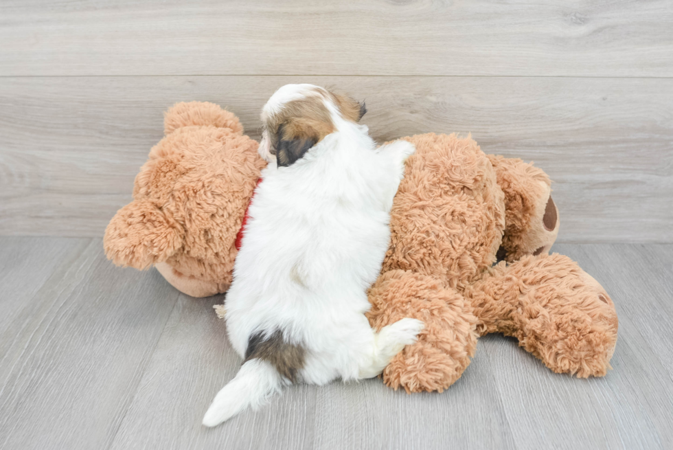 Teddy Bear Pup Being Cute