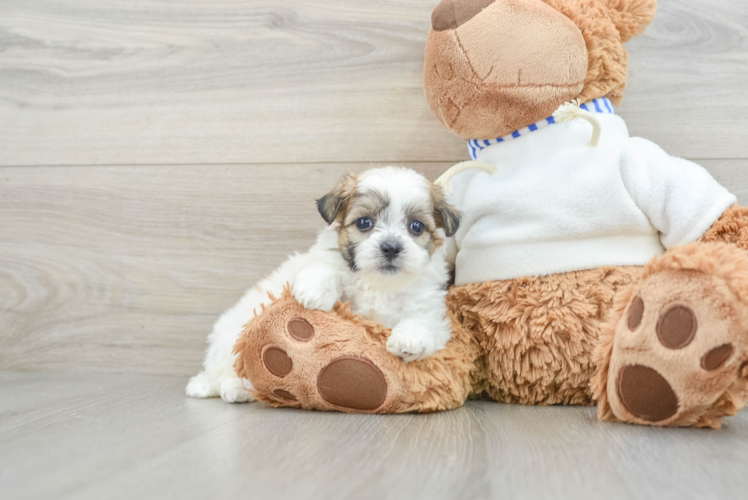 Happy Teddy Bear Baby