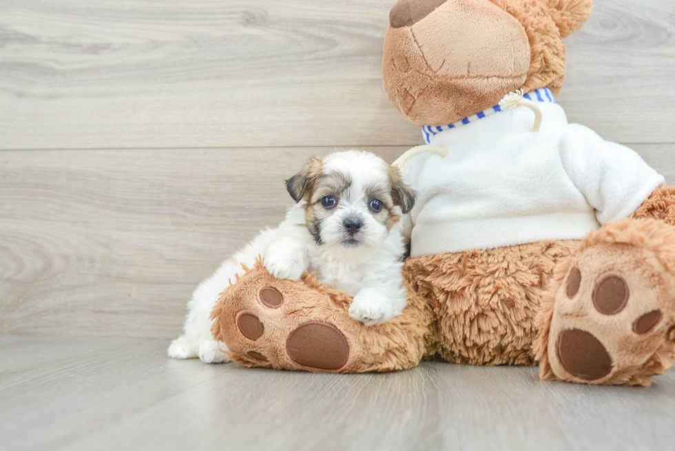 Happy Teddy Bear Baby
