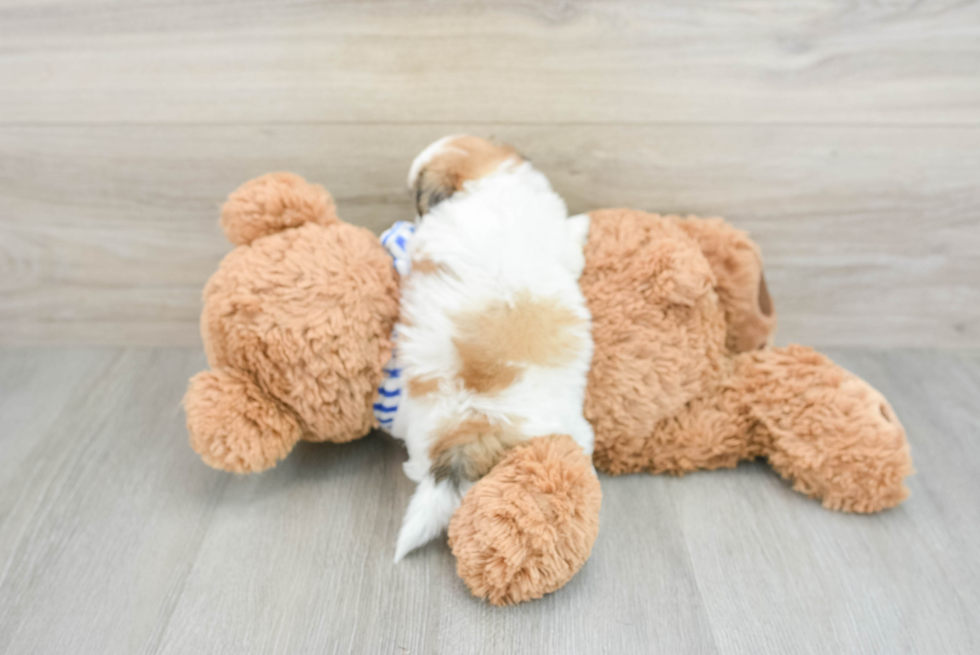 Best Teddy Bear Baby