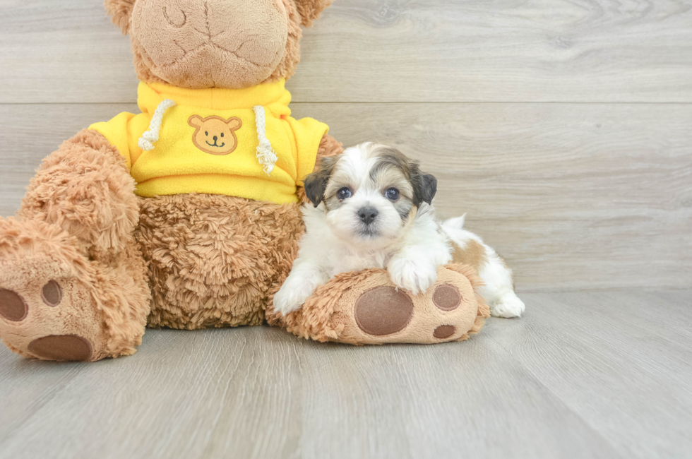 6 week old Teddy Bear Puppy For Sale - Premier Pups